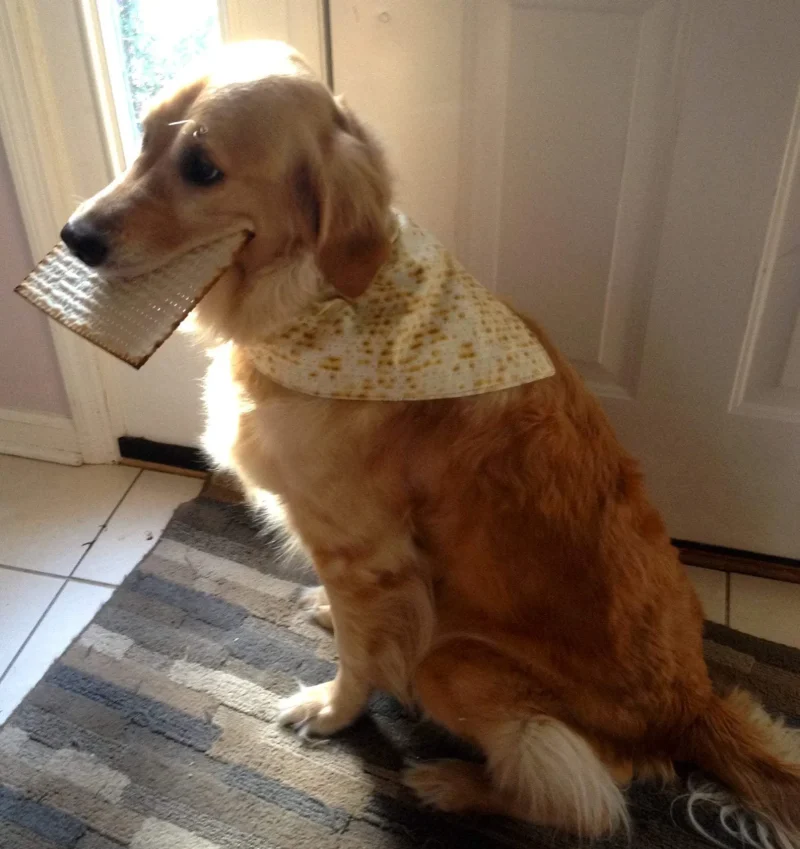 passover matzah bandana for dogs humans